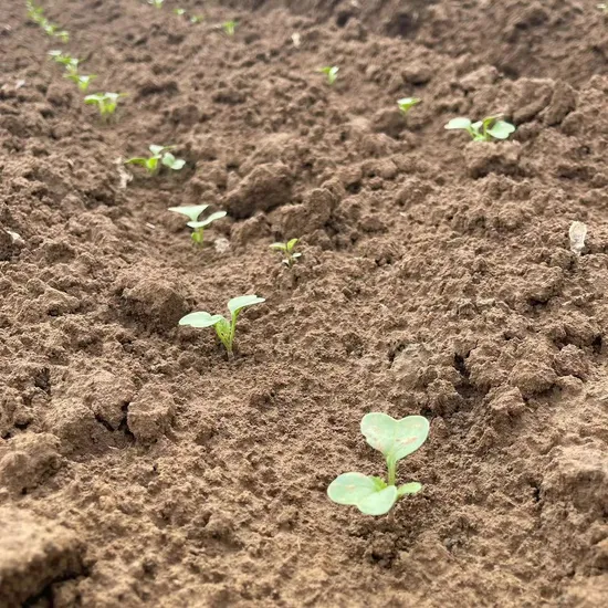Engraiseuse de graines stable et entièrement fonctionnelle, sans personnel, pour la culture de tomates